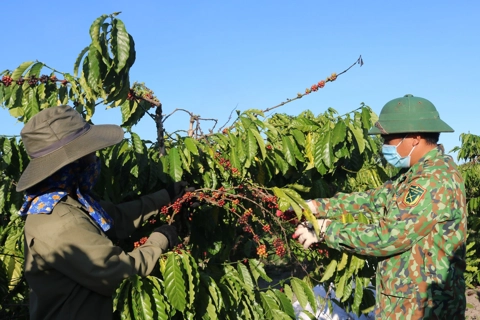 Giá cà phê hôm nay 25/8/2025: cà phê tuần này sáng cửa tăng, Arabica quay lại thời kỳ đỉnh cao