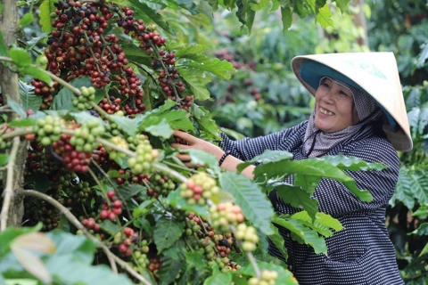 Giá cà phê hôm nay 26/5/2025: yếu tố quan trọng ảnh hưởng đến giá cà phê tuần này
