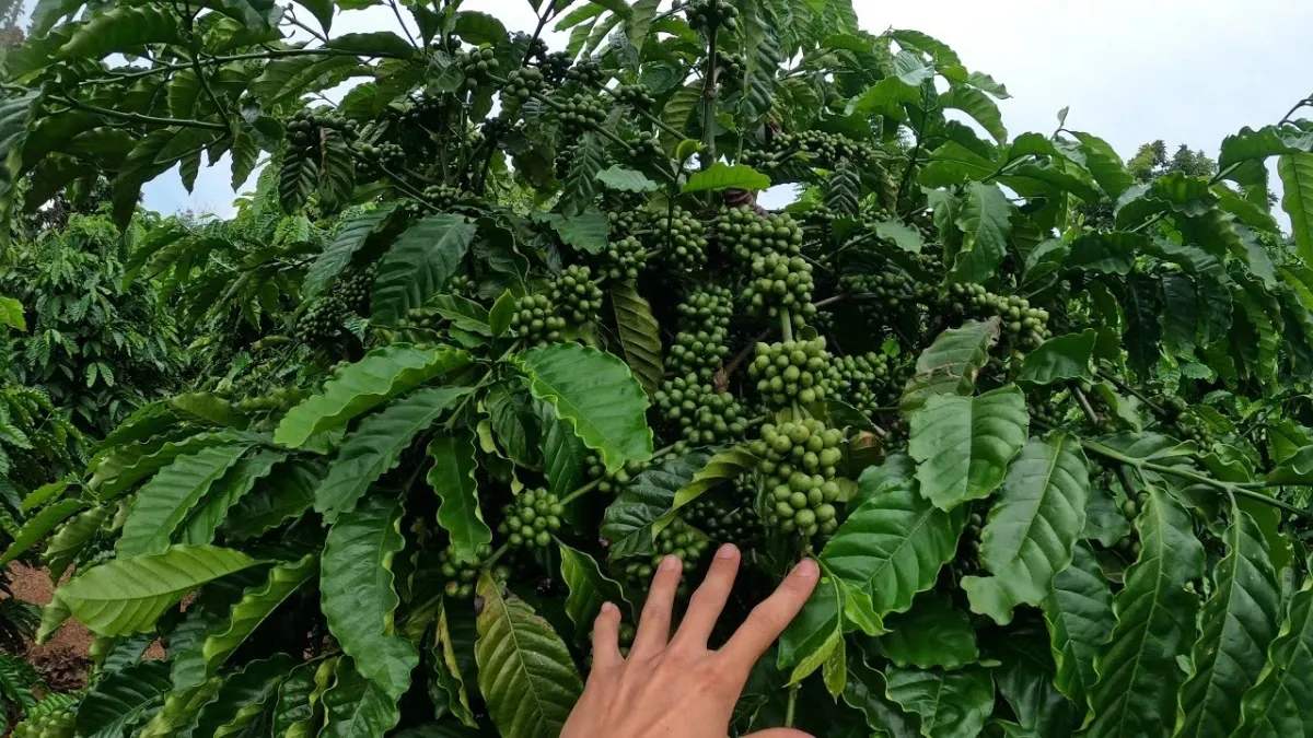 Hình ảnh 1