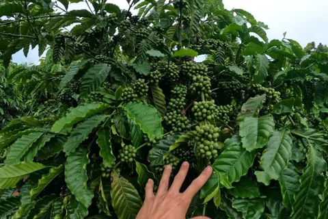 Giá cà phê hôm nay 27/10/2025: Robusta sáng cửa tăng tuần này so với Arabica