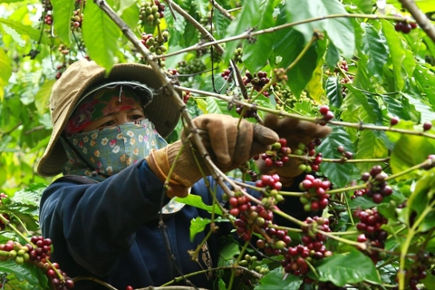 Giá cà phê hôm nay 27/6/2025: quay đầu tăng sau 2 ngày giảm mạnh