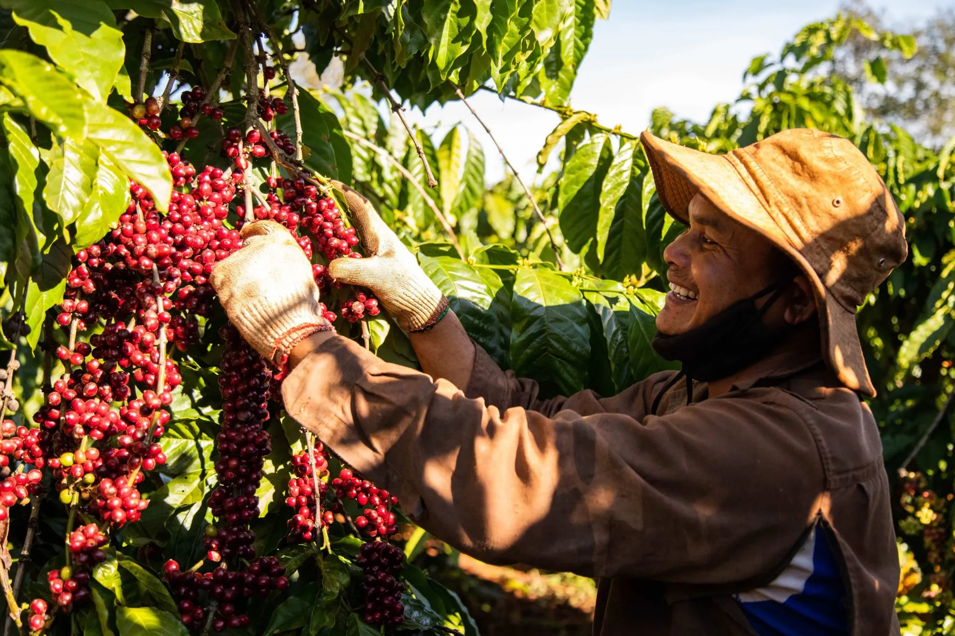 Giá cà phê hôm nay 27/7/2025: ngược chiều Robusta, cà phê trong nước tăng tuần này
