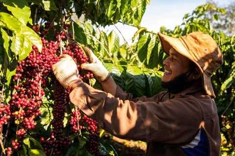 Giá cà phê hôm nay 27/7/2025: ngược chiều Robusta, cà phê trong nước tăng tuần này