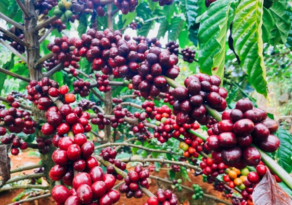 Hình ảnh 1