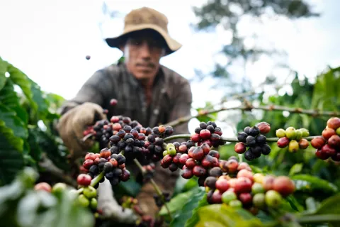 Giá cà phê hôm nay 28/1/2026: cà phê 2 sàn tăng mạnh khi đồng USD lao dốc