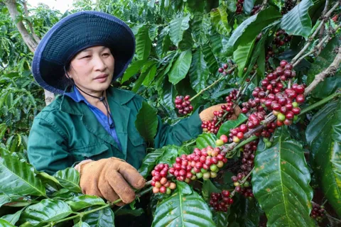 Giá cà phê hôm nay 28/10/2025: vàng và cà phê bị bán tháo, cùng giảm mạnh phiên đầu tuần