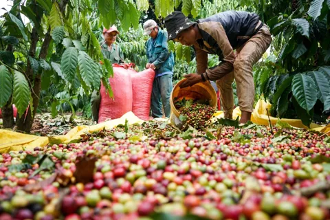 Giá cà phê hôm nay 28/12/2025: cà phê trong nước tăng 7.000 - 8.000 đồng/kg tuần này