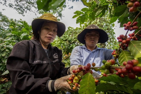Giá cà phê hôm nay 28/8/2025: 2 sàn tăng mạnh, Robusta vượt mốc 5.000 USD/tấn