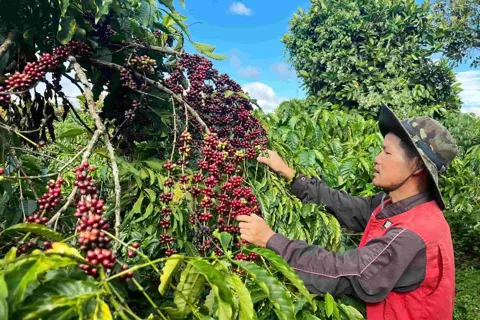 Giá cà phê hôm nay 29/12/2025: bức tranh trái ngược của Arabica và Robusta trong năm 2025