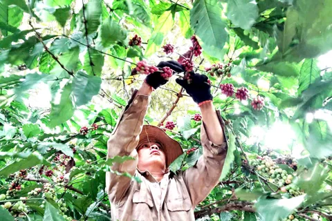 Giá cà phê hôm nay 29/9/2025: nhận định thị trường cà phê tuần này trước vụ thu hoạch mới