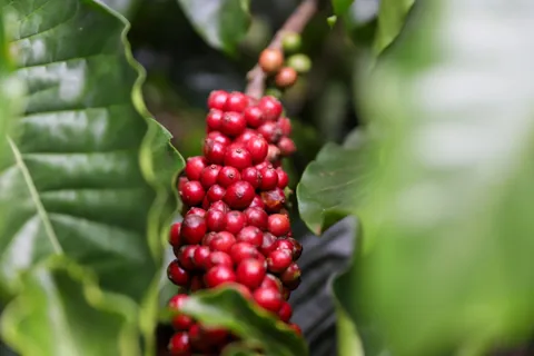 Giá cà phê hôm nay 3/11/2025: thị trường neo cao giúp nông dân phấn khởi thu hoạch cà phê