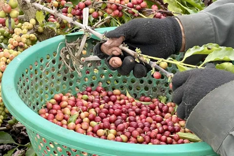 Giá cà phê hôm nay 3/2/2026: 2 sàn trái chiều, USD đẩy Robusta giảm mạnh