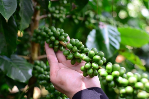 Giá cà phê hôm nay 3/6/2025: Arabica tăng trở lại khi đồng USD suy yếu
