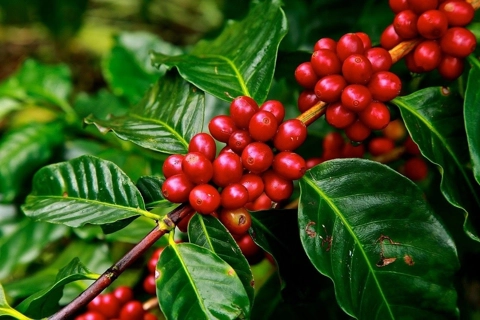 Giá cà phê hôm nay 3/8/2025: nguồn cung bớt căng thẳng, Arabica giảm mạnh