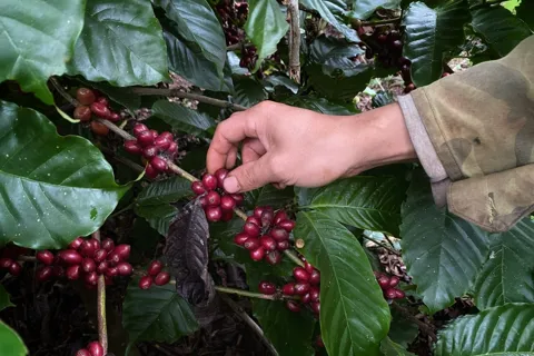 Giá cà phê hôm nay 30/10/2025: Fed hạ lãi suất giúp Robusta tăng cao