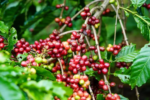 Giá cà phê hôm nay 30/11/2025: 2 nguyên nhân đẩy cà phê tiếp tục tăng trong tuần này