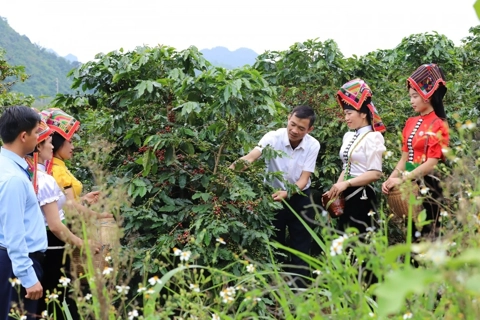 Giá cà phê hôm nay 30/5/2025: điều gì đang xảy ra với cà phê toàn cầu