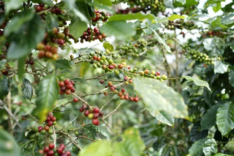 Giá cà phê hôm nay 31/10/2025: Robusta tiếp tục là động lực kéo Arabica hồi phục