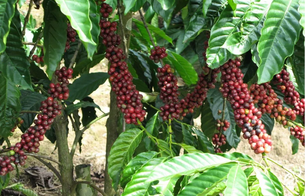 Hình ảnh 1
