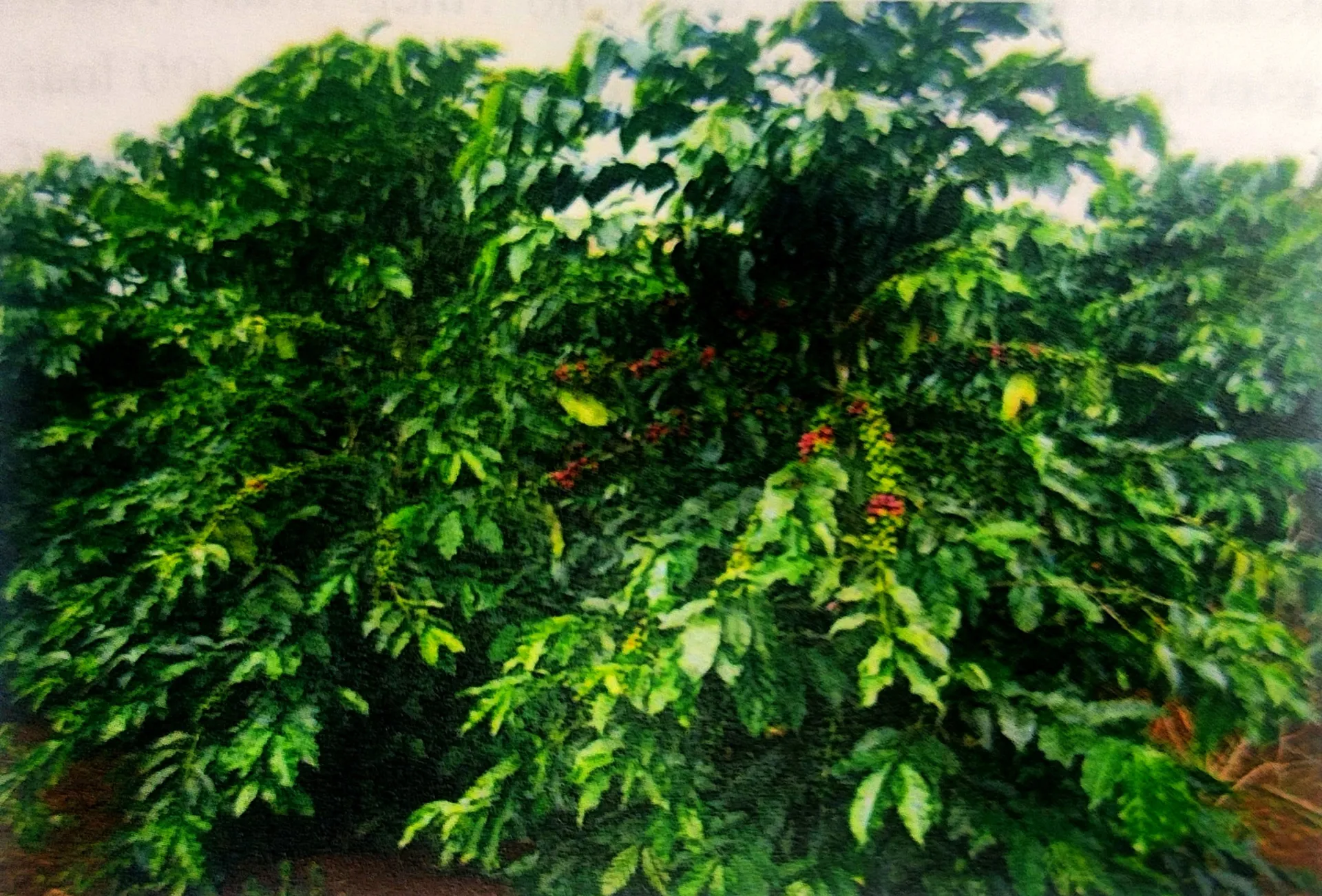 Hình ảnh 1
