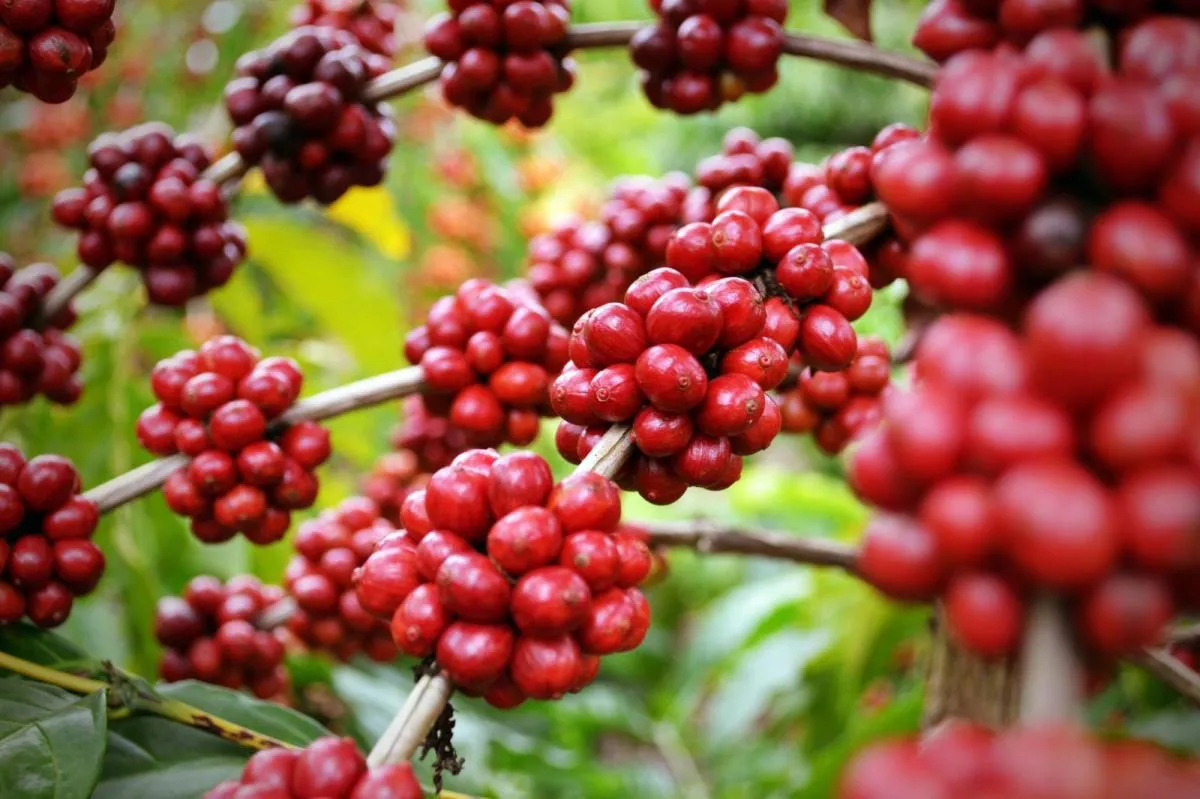Hình ảnh 1