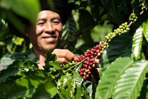 Giá cà phê hôm nay 4/7/2025: Robusta tăng, Arabica giảm trước kỳ nghỉ Quốc khánh Mỹ