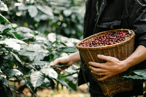 Giá cà phê hôm nay 5/11/2025: quay đầu giảm nhẹ, chuyên gia nhận định giá vẫn ở mức cao