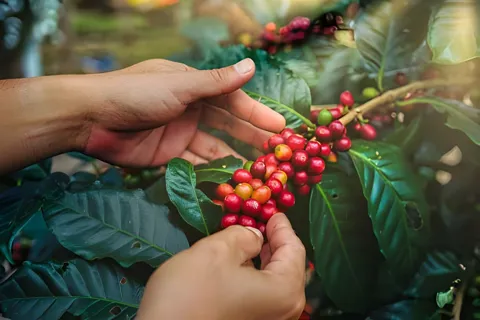 Giá cà phê hôm nay 5/12/2025: 2 sàn hồi phục, Arabica tăng mạnh trở lại