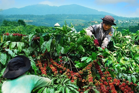 Giá cà phê hôm nay 5/6/2025: chấm dứt đà giảm, cà phê đồng loạt tăng trở lại