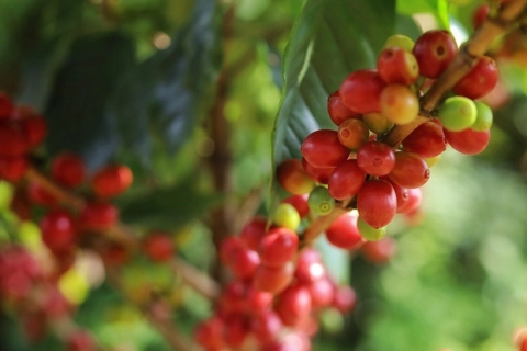 Giá cà phê hôm nay 5/7/2025: Robusta tăng liền 2 ngày cuối tuần
