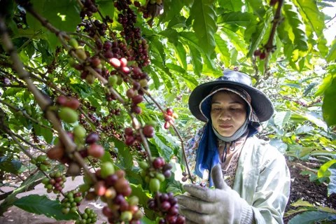 Giá cà phê hôm nay 6/11/2025: 2 sàn cùng tăng, Arabica tăng mạnh kéo Robusta hồi phục