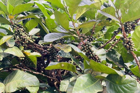 Giá cà phê hôm nay 6/5/2025: Arabica tiếp tục tăng, thị trường theo dõi sát vụ thu hoạch Brazil
