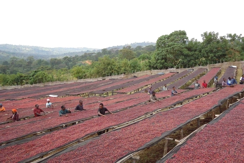 Giá cà phê hôm nay 6/7/2025: Robusta tăng sau chuỗi giảm liên tiếp, trong nước thêm 2.000 đồng/kg