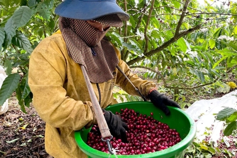 Giá cà phê hôm nay 7/7/2025: nhận định cà phê tuần này, Robusta sáng cửa tăng
