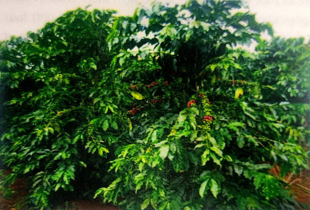Hình ảnh 1