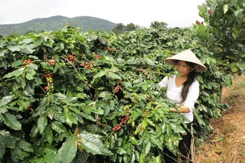 Giá cà phê hôm nay 9/1/2026: quay đầu giảm khi đồng USD mạnh, chỉ Robusta giao ngay tăng