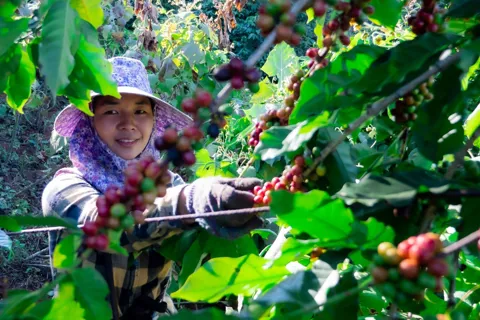 Giá cà phê hôm nay 9/11/2025: mưa lũ ở Tây Nguyên đẩy cà phê tiếp tục tăng