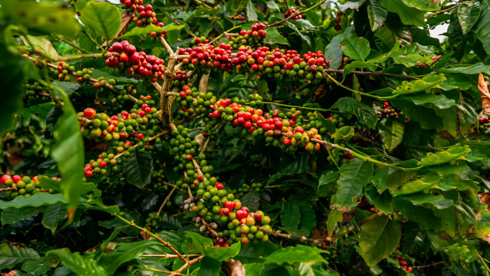 Giá cà phê hôm nay 9/12/2025: giảm mạnh trước cuộc họp của Fed về điều chỉnh lãi suất