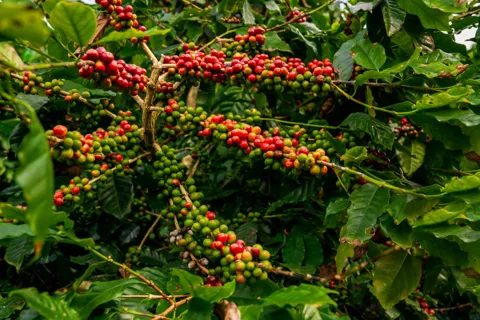 Giá cà phê hôm nay 9/12/2025: giảm mạnh trước cuộc họp của Fed về điều chỉnh lãi suất