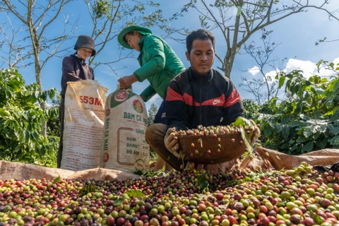 Giá cà phê hôm nay 9/7/2025: 2 sàn cùng tăng, Arabica phục hồi kéo theo Robusta