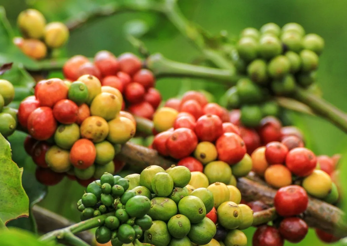 Giá cà phê hôm nay 9/8/2025: tăng mạnh ngày cuối tuần, Robusta thêm gần 150 USD/tấn