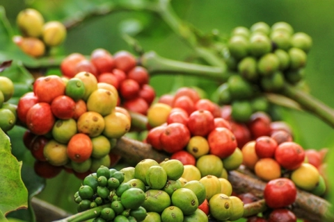 Giá cà phê hôm nay 9/8/2025: tăng mạnh ngày cuối tuần, Robusta thêm gần 150 USD/tấn