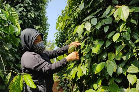 Giá tiêu hôm nay 1/11/2025: trong nước đồng loạt tăng, giá tiêu khu vực Đông Nam Á trái chiều