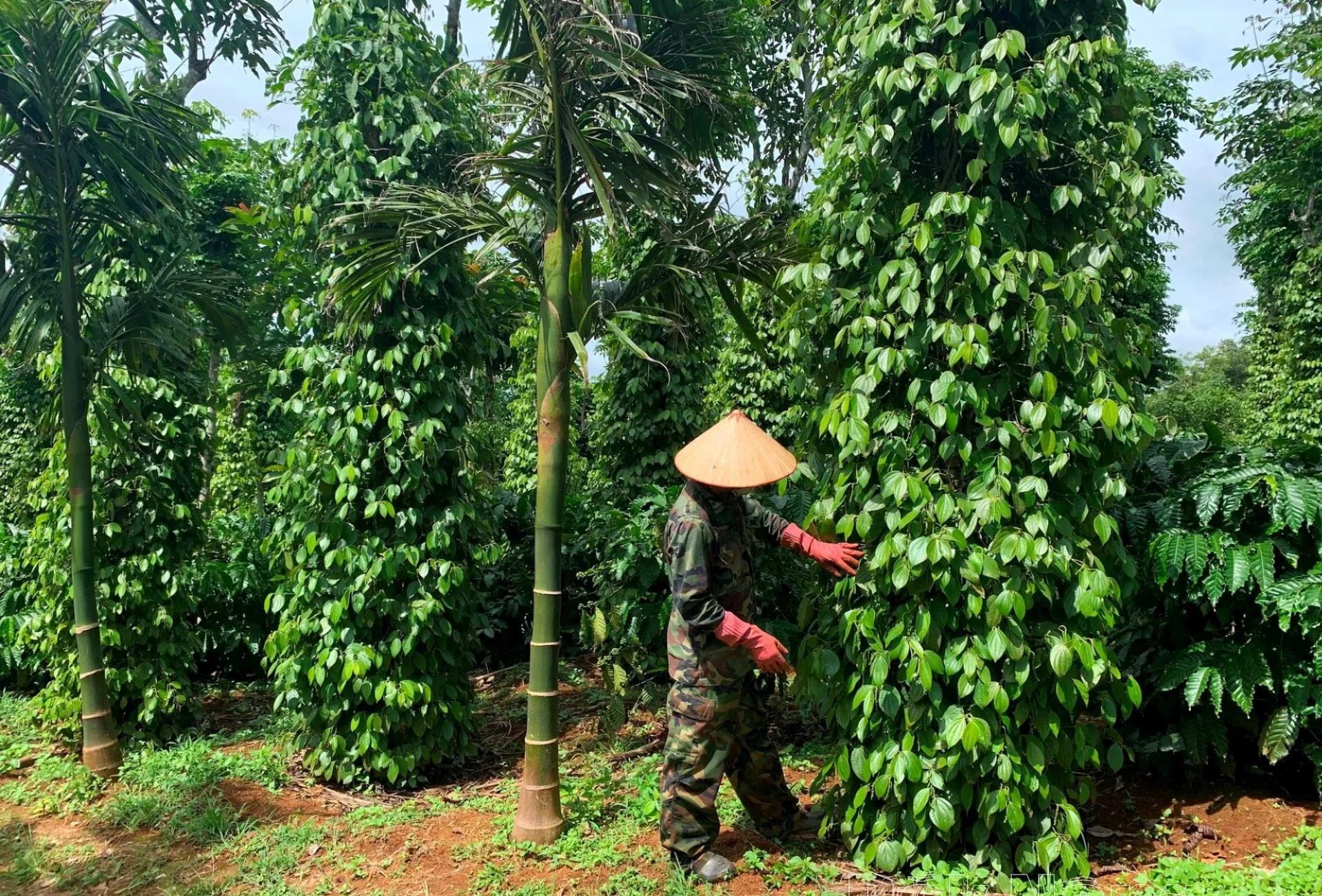 Hình ảnh 1