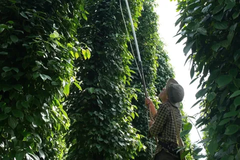 Giá tiêu hôm nay 10/1/2026: Việt Nam nhập khẩu hạt tiêu Brazil tăng gấp đôi