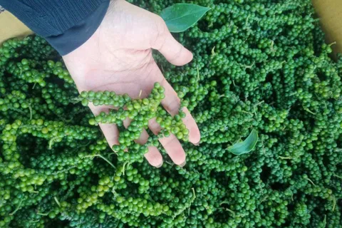 Giá tiêu hôm nay 10/10/2025: tăng 2 ngày liên tiếp, Bà Rịa - Vũng Tàu tiến sát mốc 150.000 đồng/kg