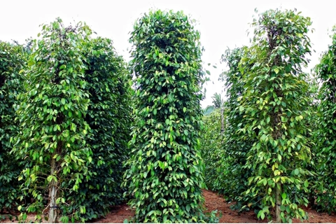 Giá tiêu hôm nay 10/5/2025: Việt Nam tăng cường nhập khẩu hồ tiêu từ Brazil và Indonesia