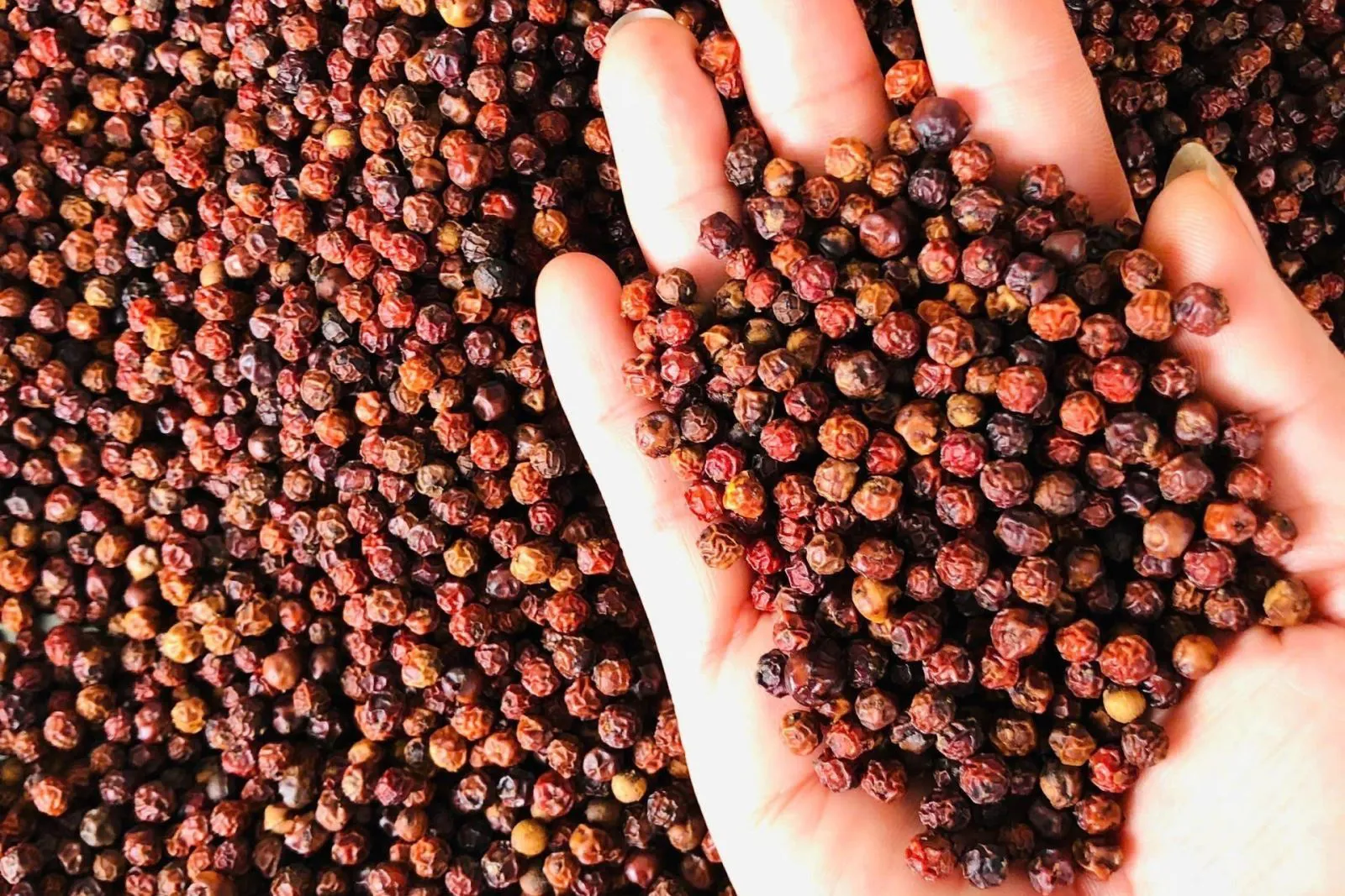 Giá tiêu hôm nay 10/9/2025: tăng trở lại, Đắk Lắk - Đắk Nông thêm 1.000 đồng/kg
