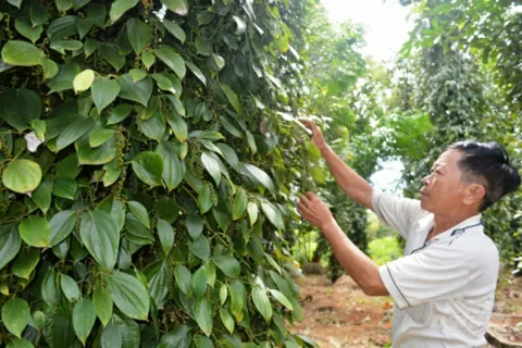 Giá tiêu hôm nay 11/12/2025: đồng loạt tăng, trong nước cán mốc 150.000 đồng/kg