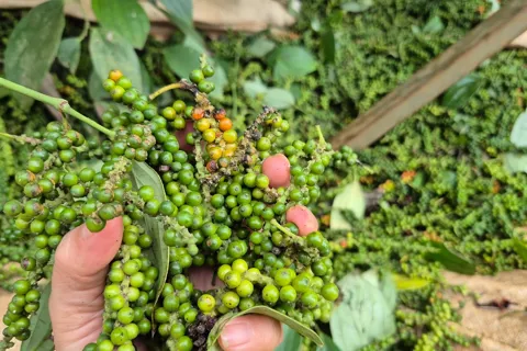 Giá tiêu hôm nay 12/1/2026: tăng tới 1.500 đồng/kg trong tuần thứ 2 năm 2026